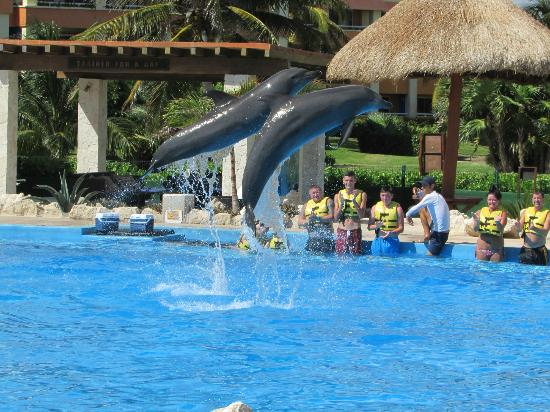 Dolphins Tulum Venue